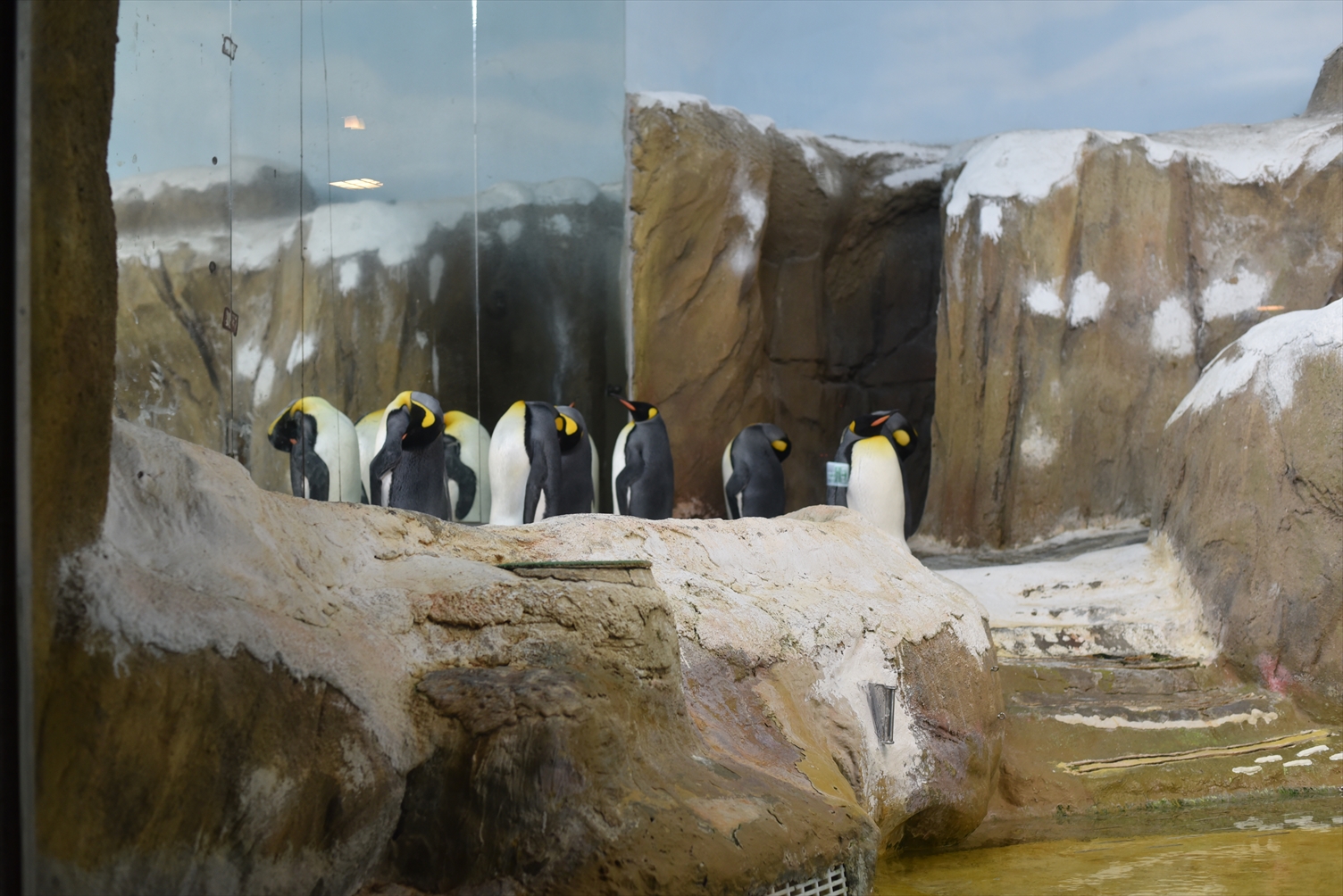 台北市立動物園　ペンギン