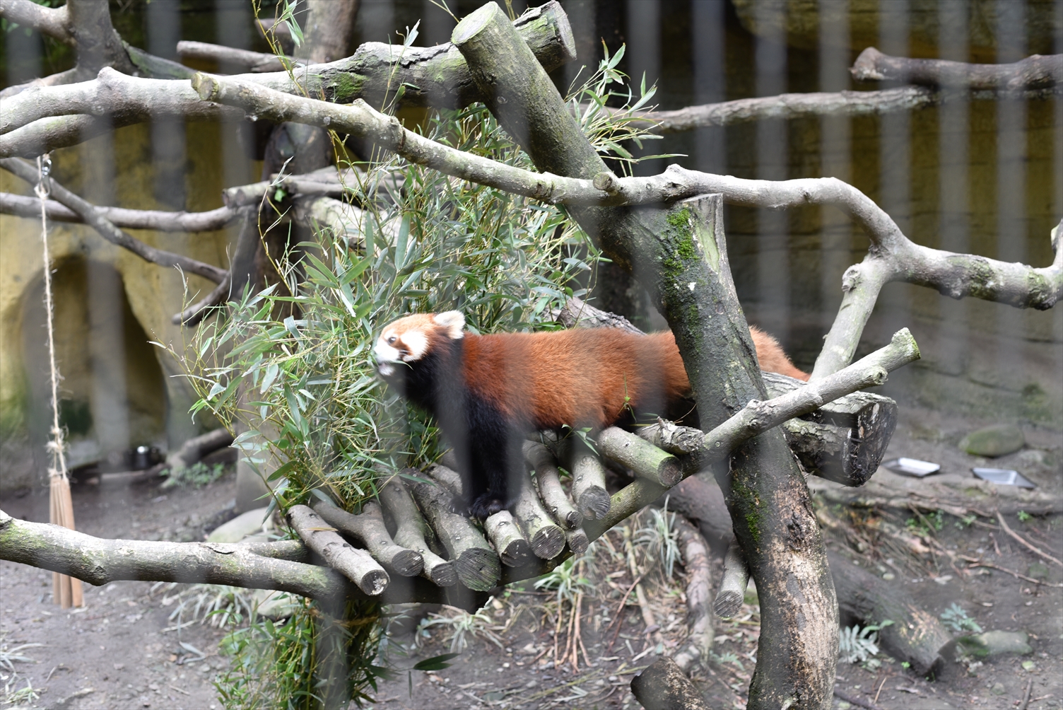 台北市立動物園　レッサーパンダ