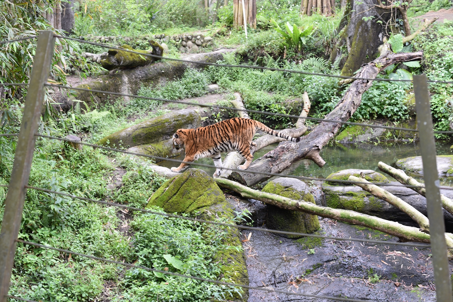 台北市立動物園　虎