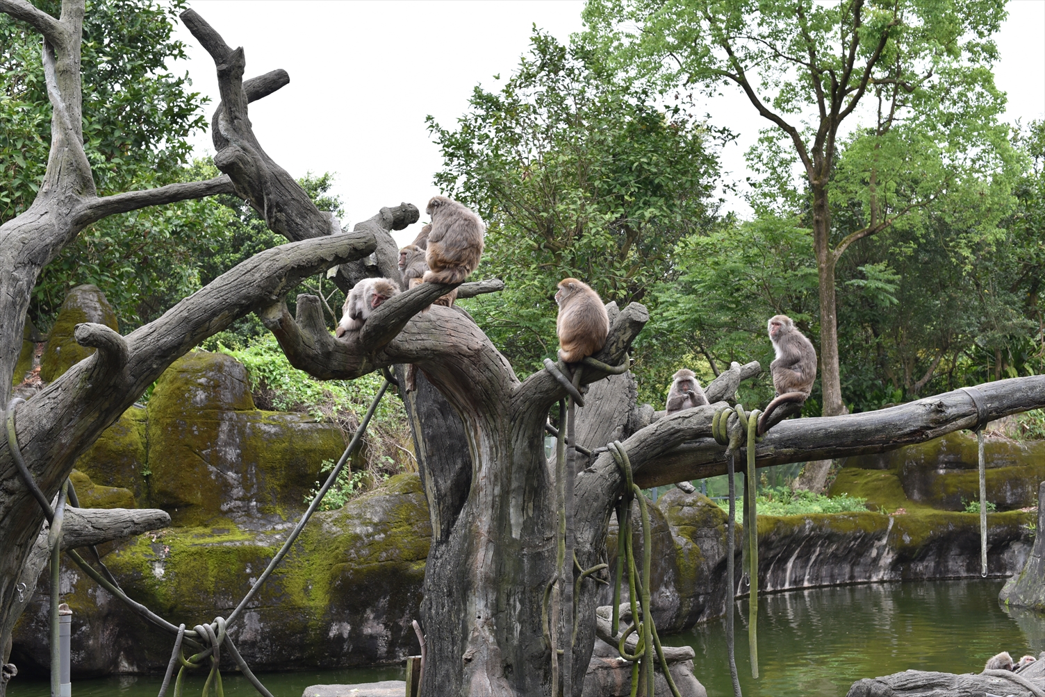 台北市立動物園　猿